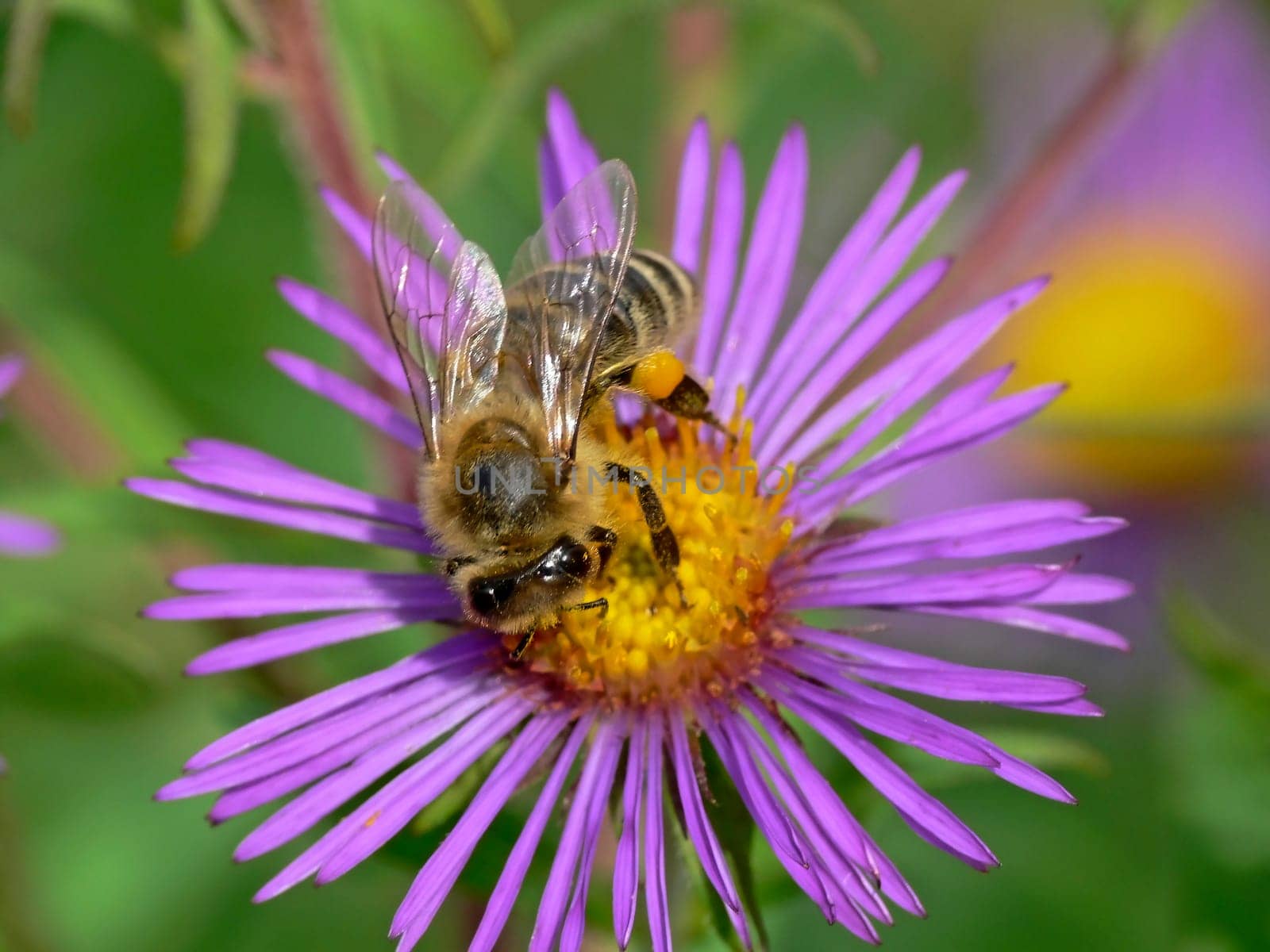 Apis mellifica, Honigbiene auf Aster novae-angliae, Rauhblattaster