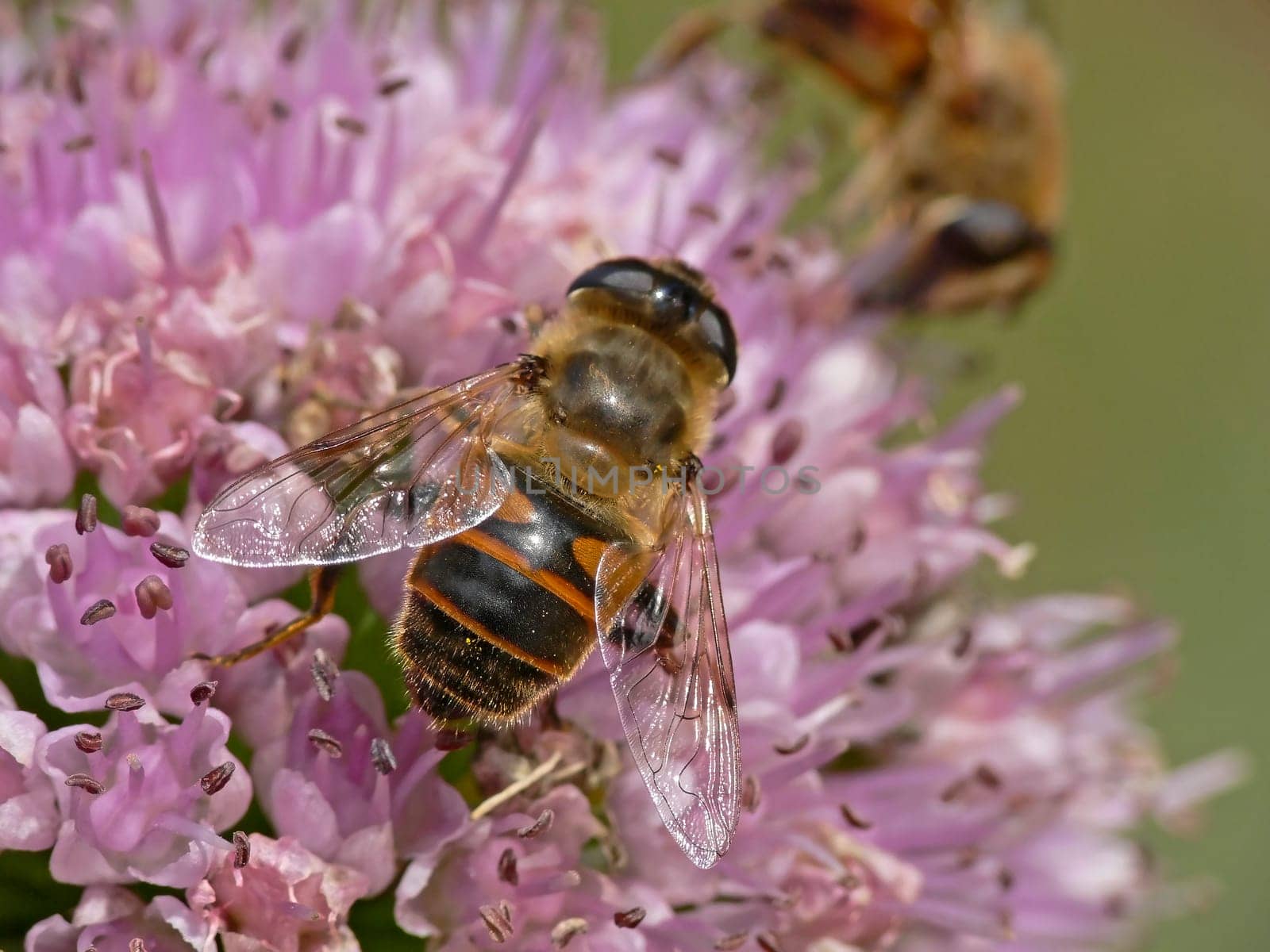 Eristalis tenax,dung bee,hoverfly