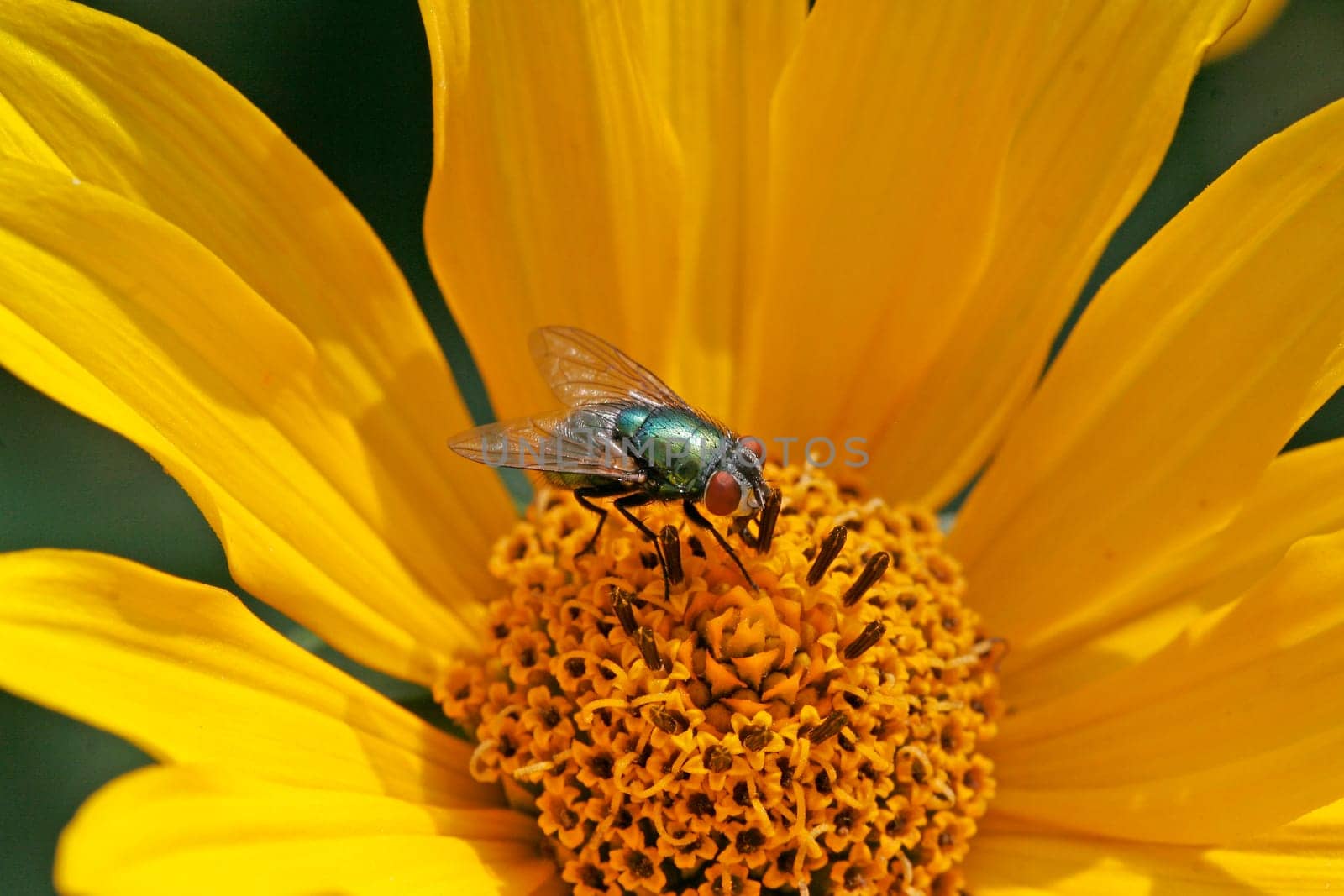 Lucilia caesar,Emperor goldfly