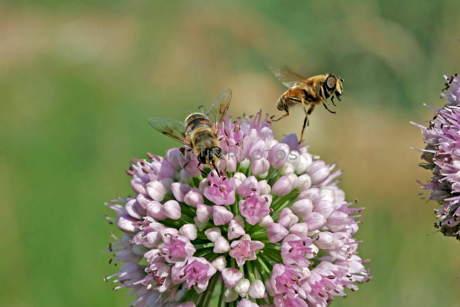 Eristalis tenax,dung bee,hoverfly species on Allium nutans,nodding leek