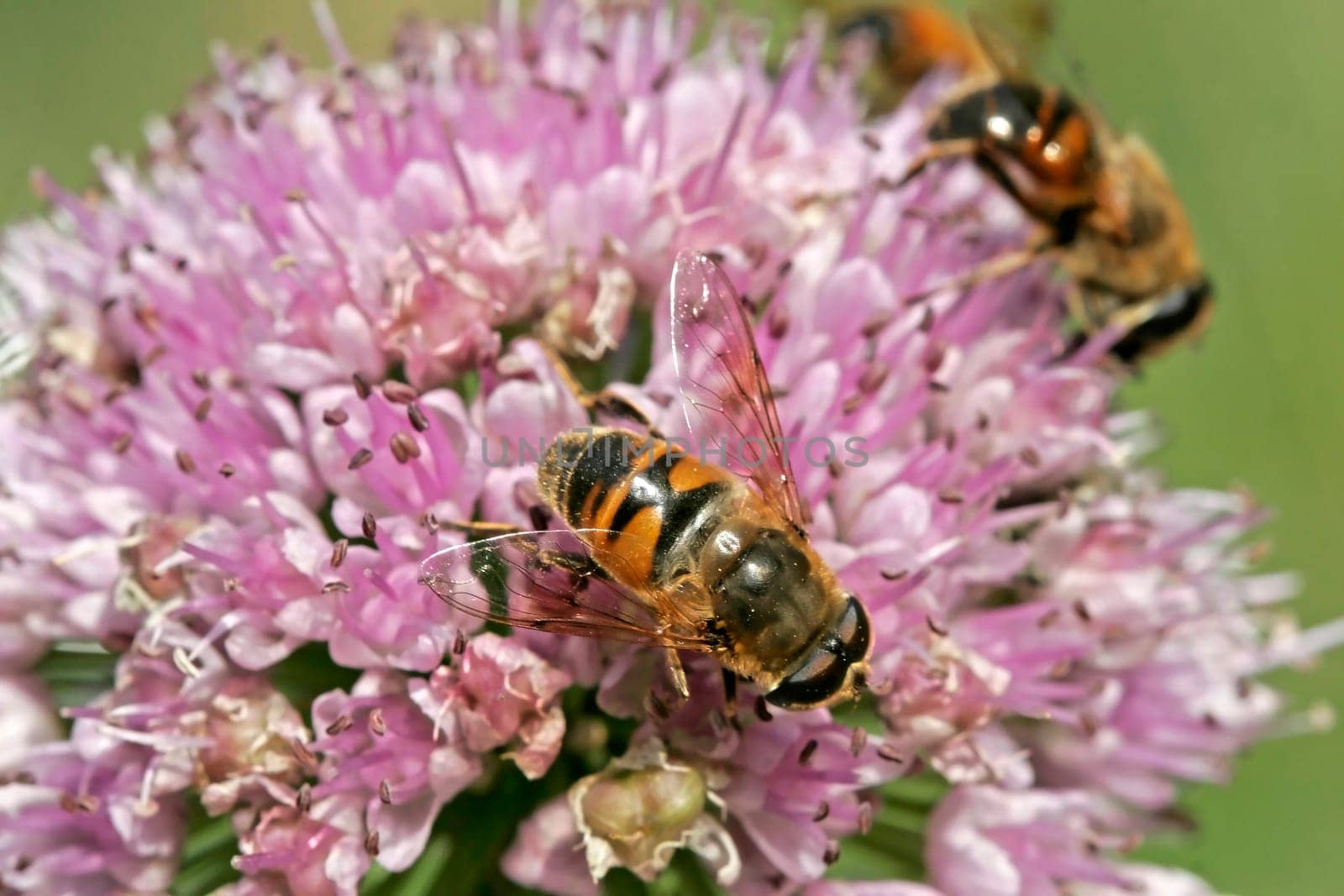 Hoverfly species on Allium nutans