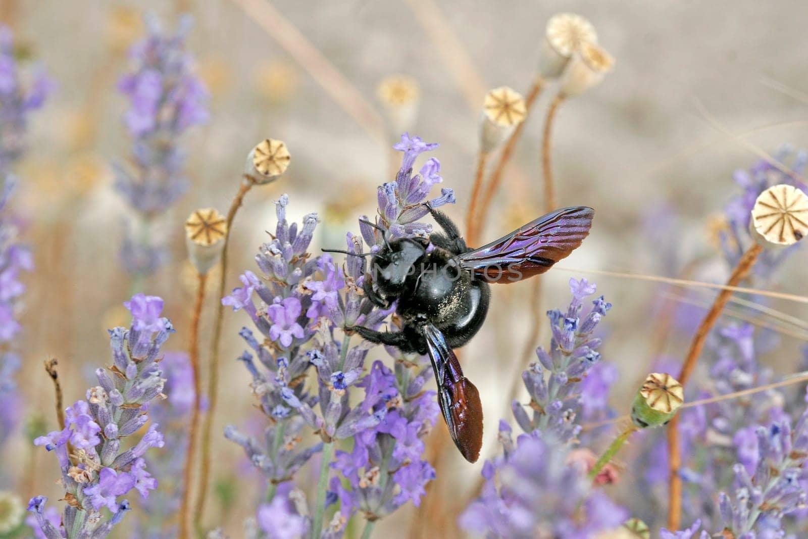 Xylocopa violacea,Purple carpenter bee