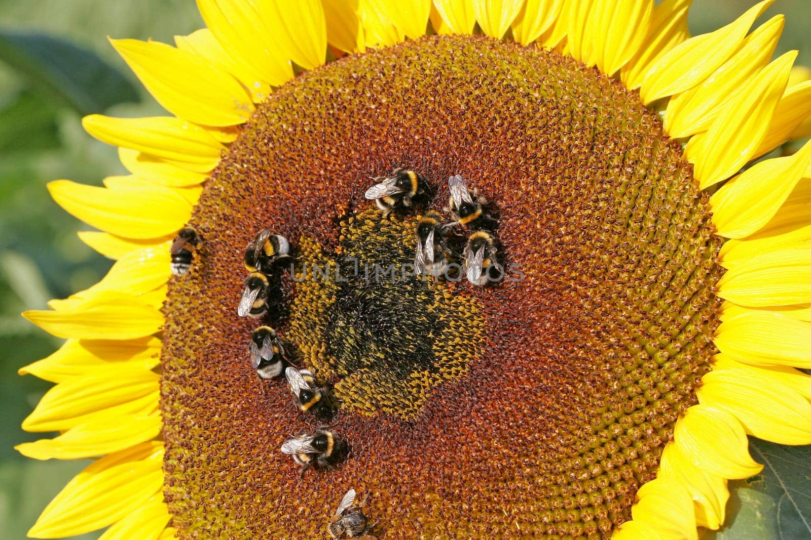 Bumblebees on sunflower