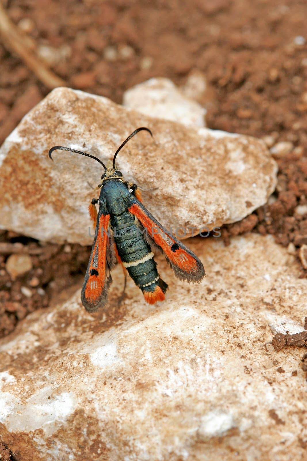 Red glasswing