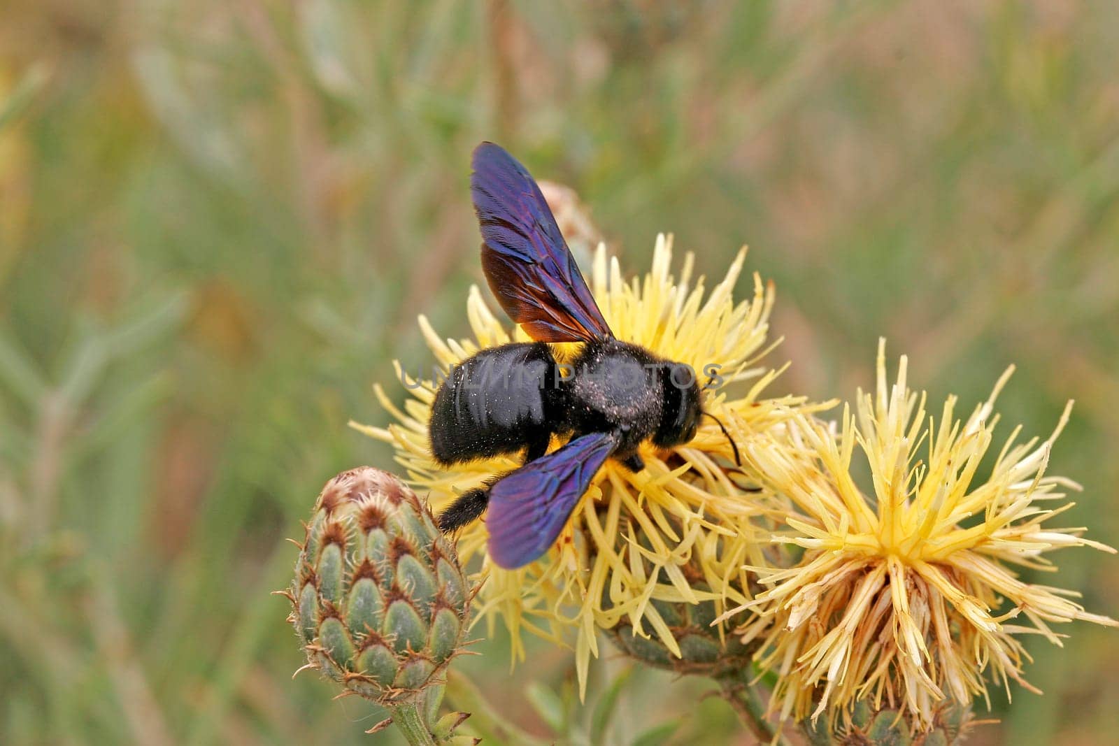 Xylocopa violacea,Purple carpenter bee on flake flower