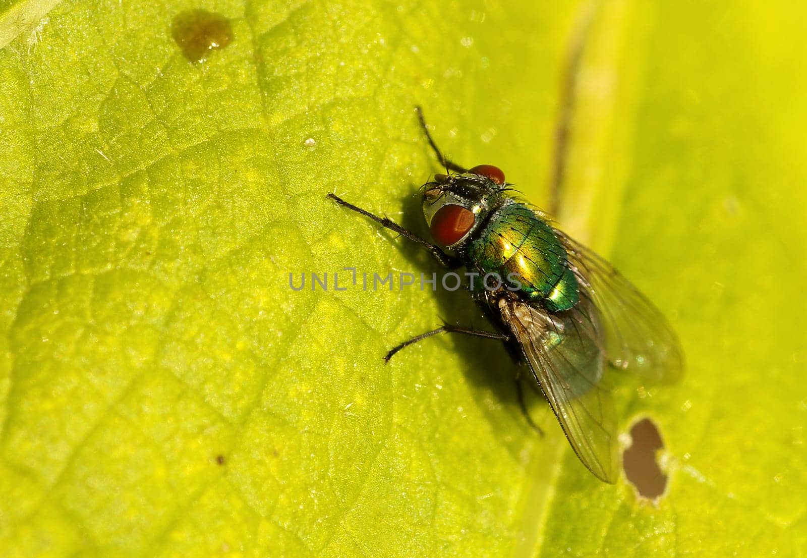 Blue bottle fly