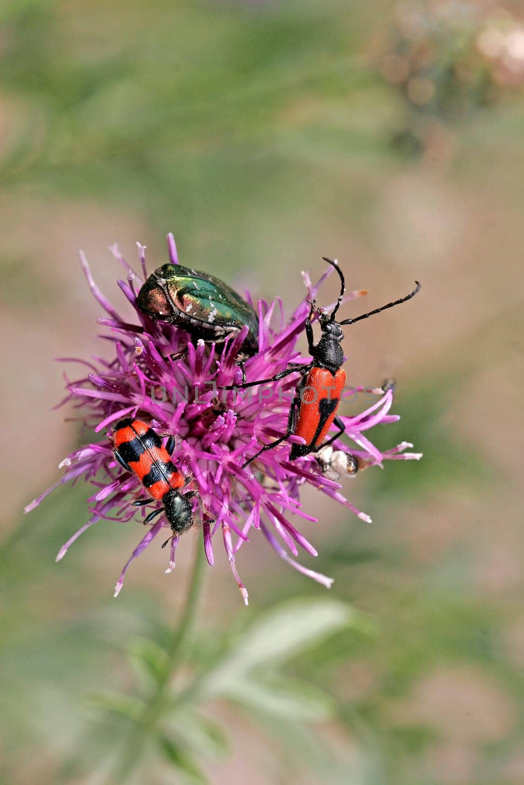 Three beetles visiting flowers on flake flower