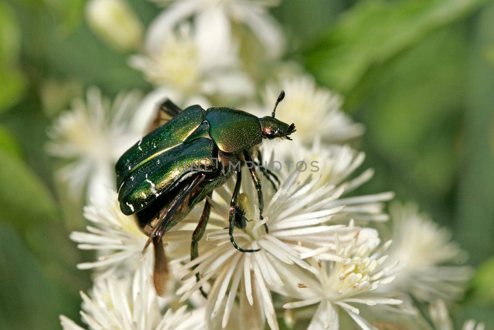 Cetonia aurata,rose beetle