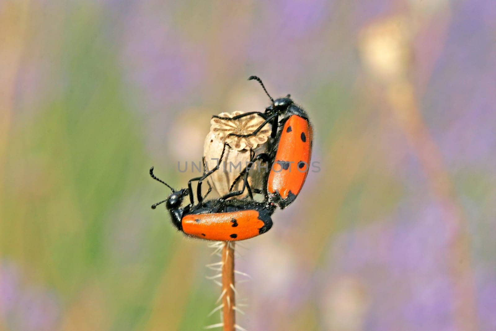 Mylabris quadripunctata,four-spotted bladder beetle (mating)