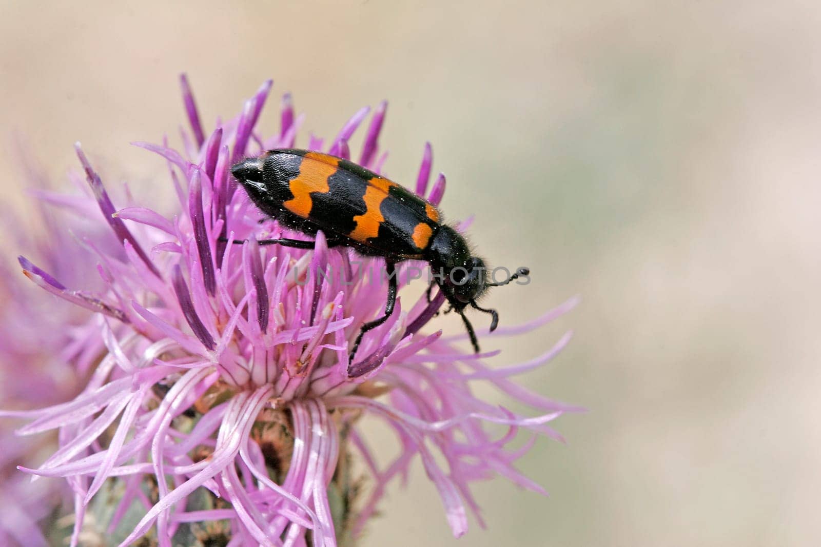 Mylabris variabilis,Striped bladder beetle