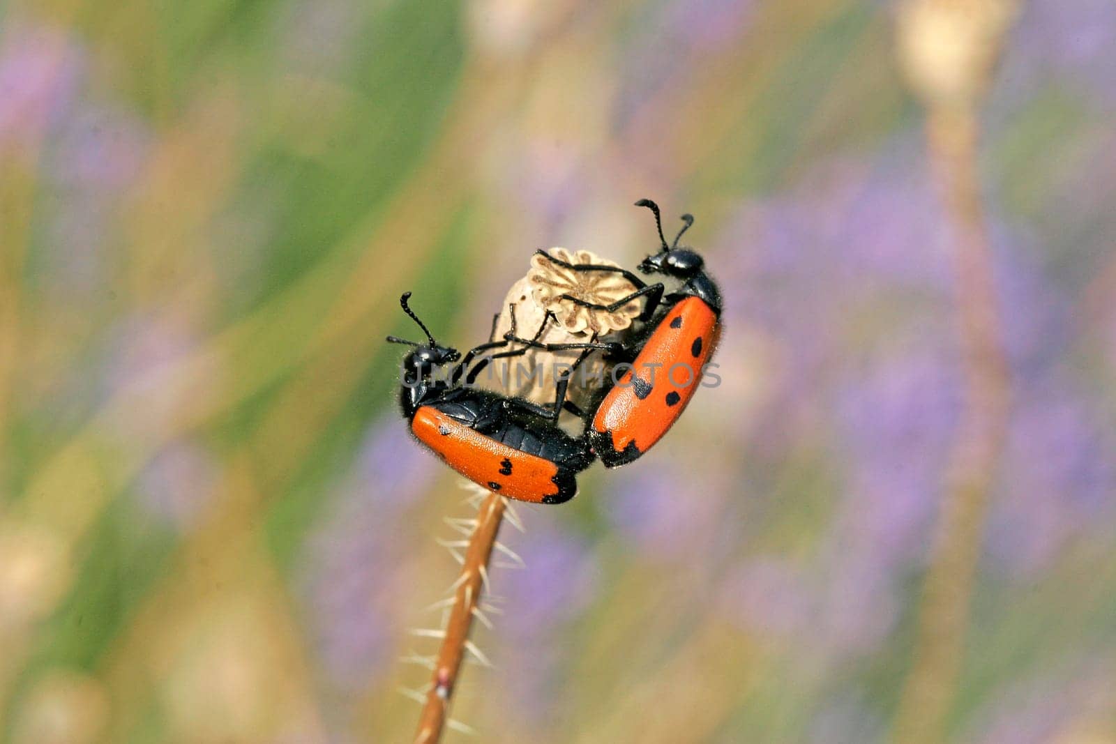 Mylabris quadripunctata,Four-spotted bladder beetle
