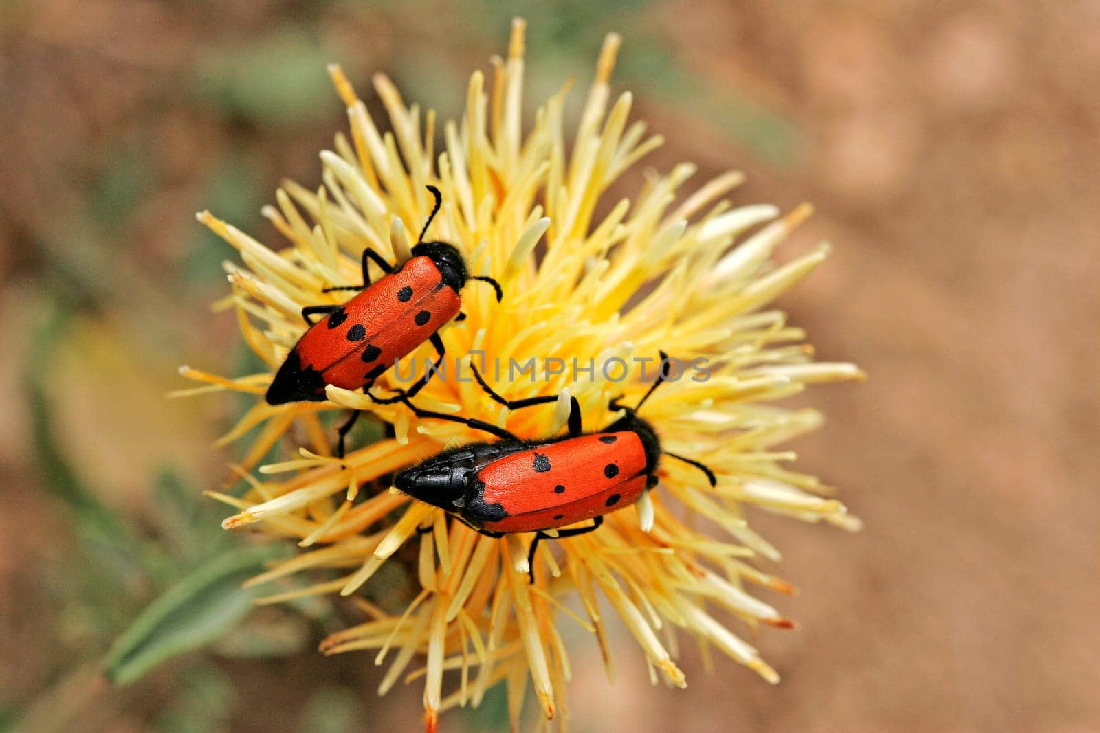Mylabris quadripunctata,Four-spotted bladder beetle
