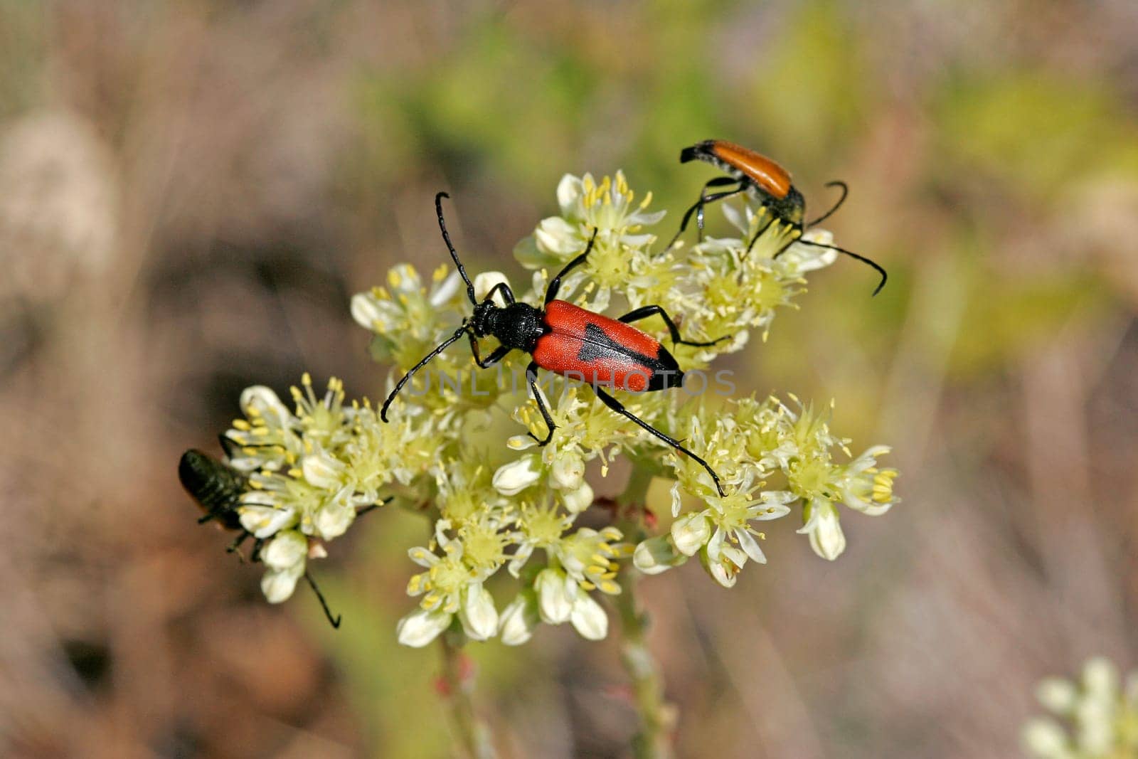 Leptura cordigera,longhorn beetle
