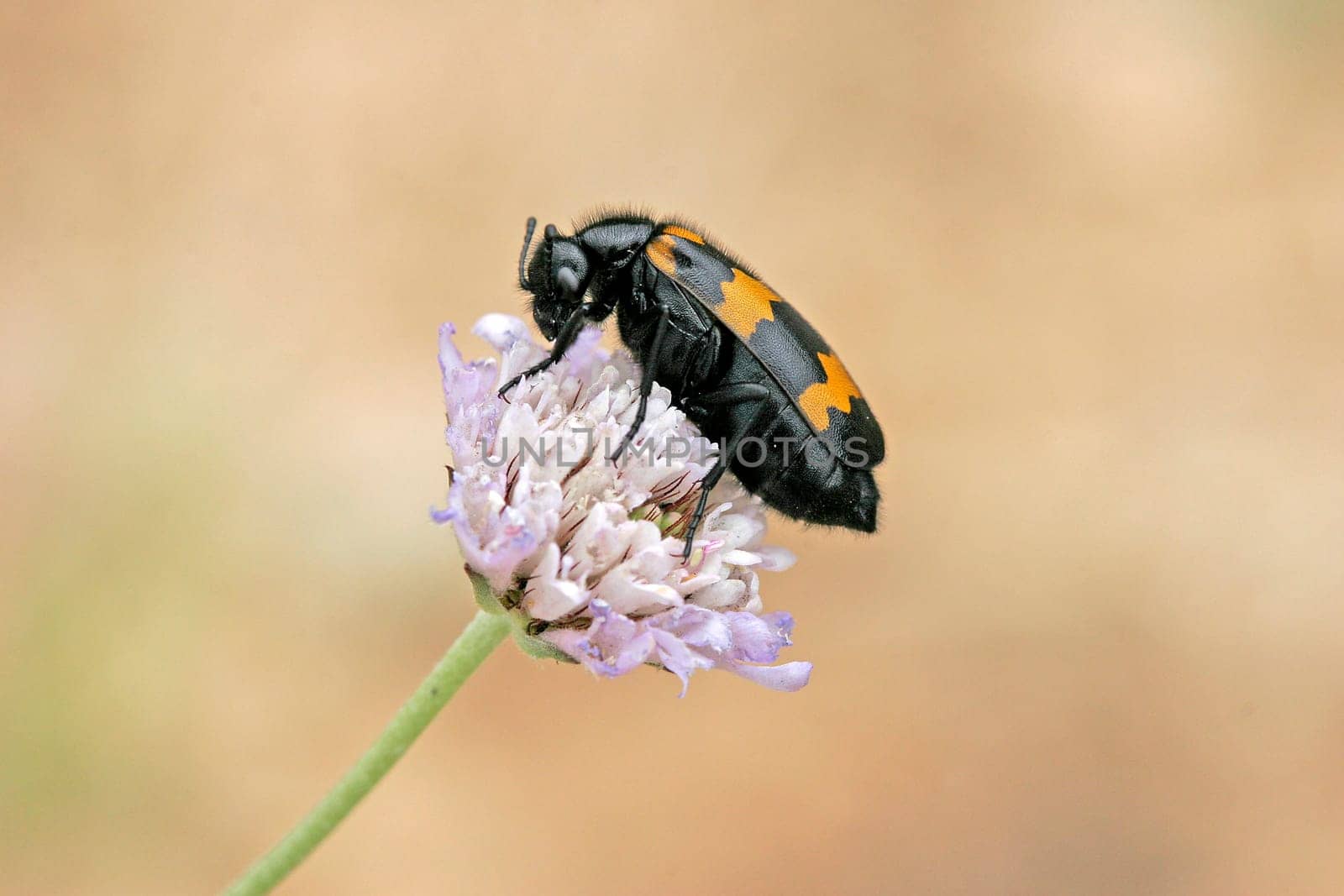 Mylabris variabilis,Striped bladder beetle