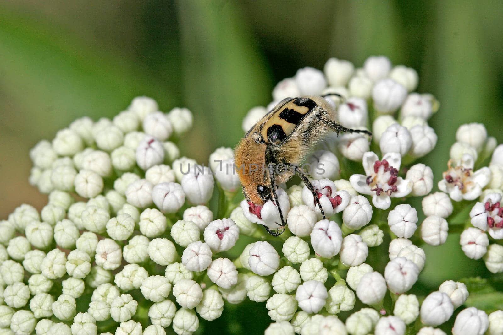 Trichius fasciatus,Banded brush beetle
