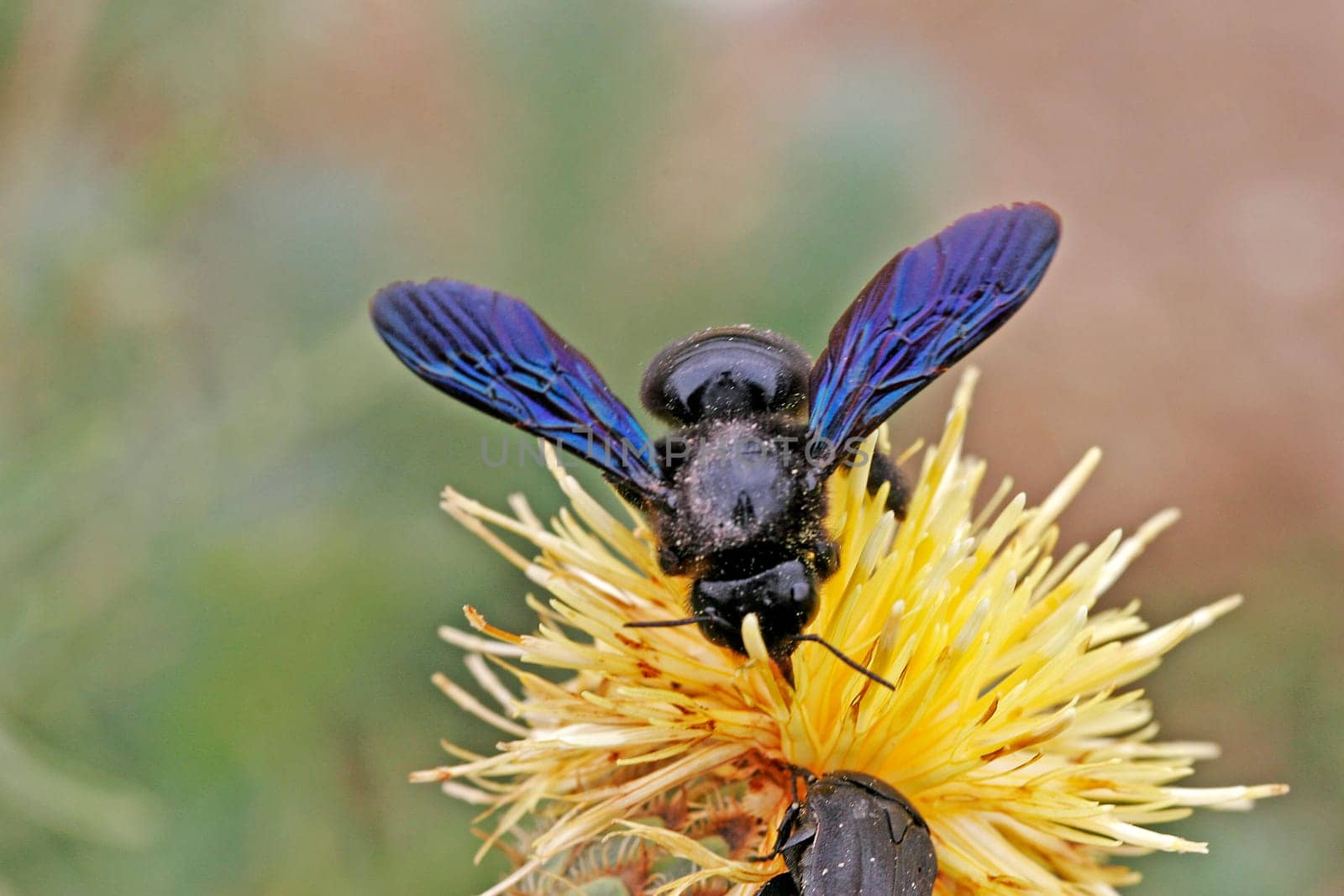 Xylocopa violacea,Purple carpenter bee