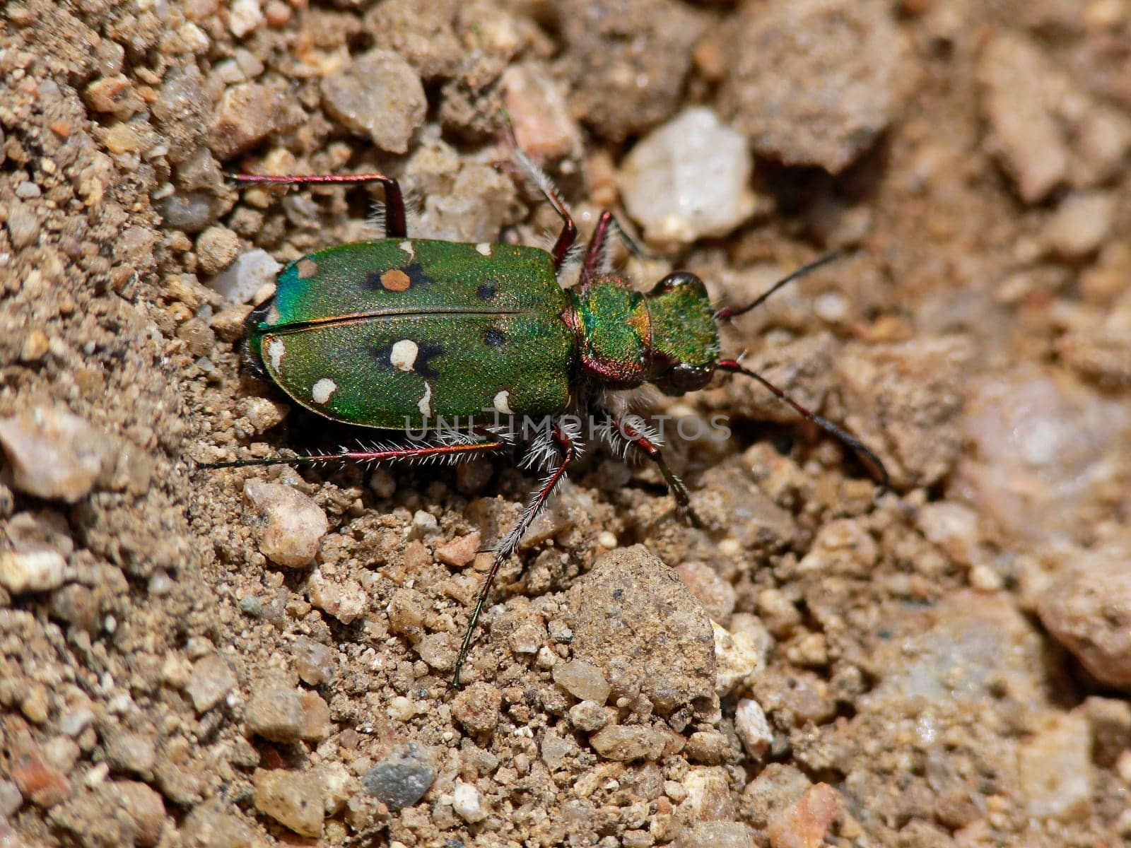 Cicindela campestris,field tiger beetle