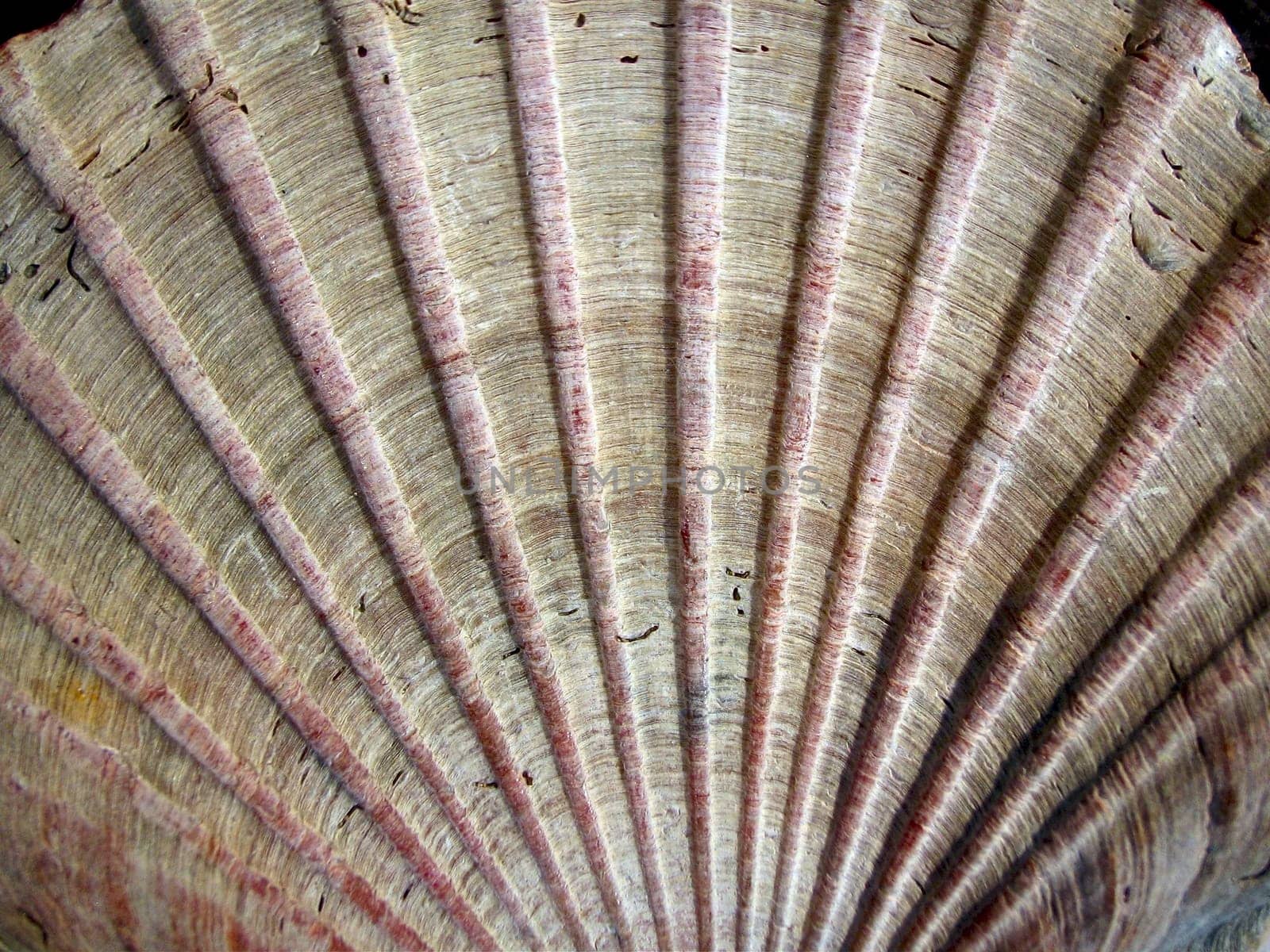 Shell Lines