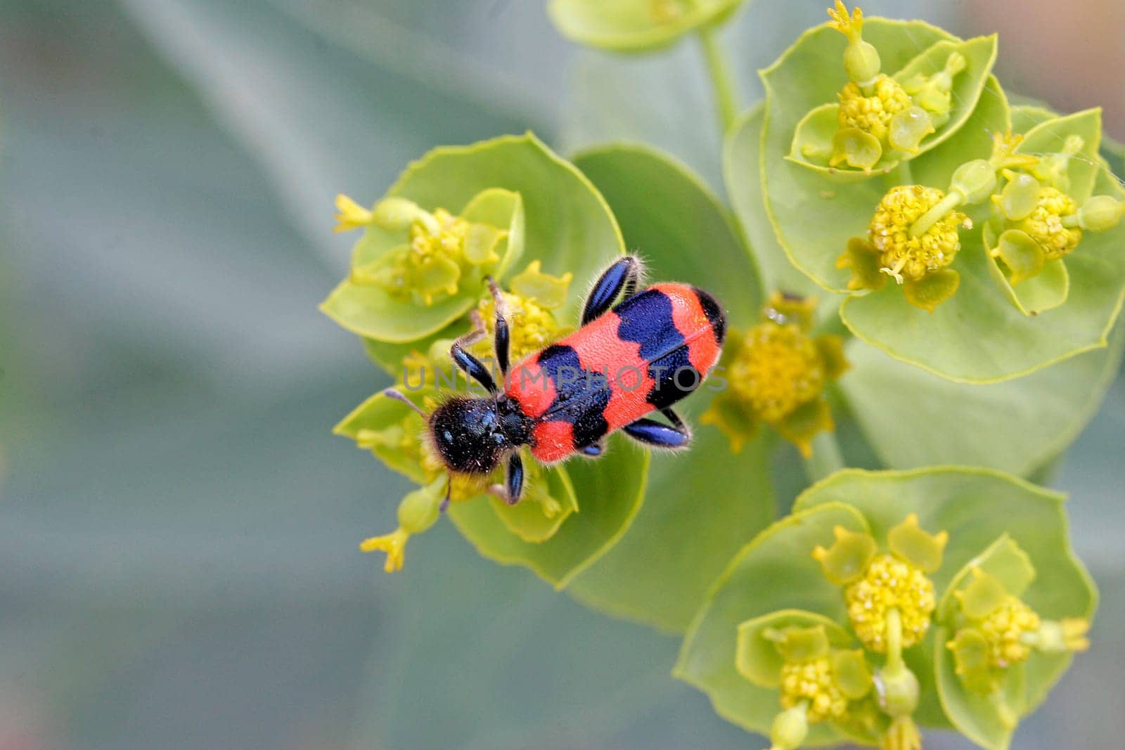 Trichodes apiarius,beewolf