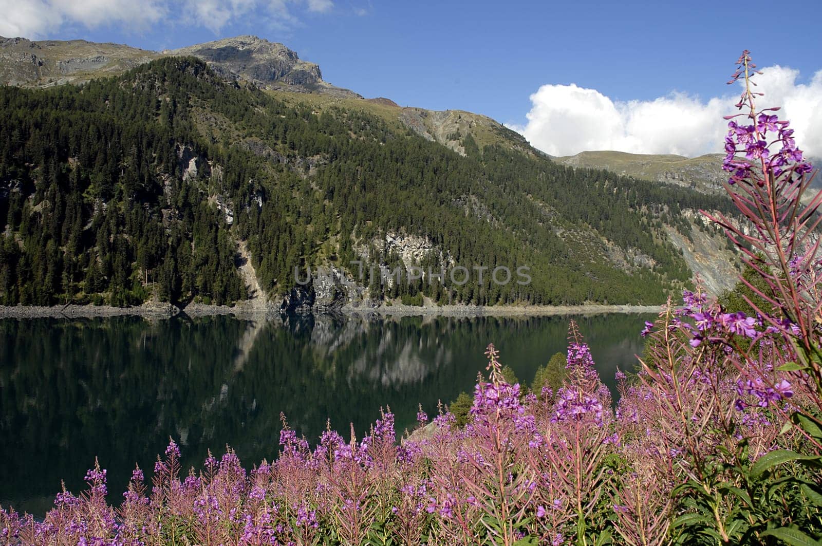 Idyllic mountain lake along the road to the Julier Pass in the direction of the Engadine.