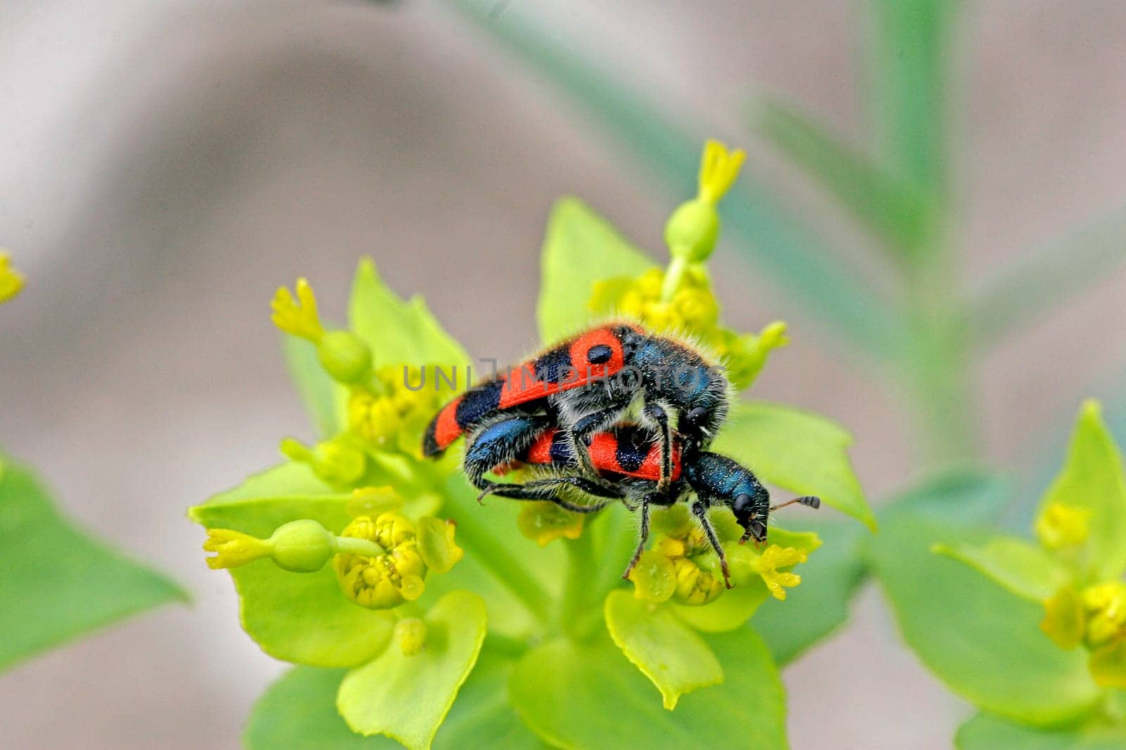 Trichodes apiarius,beewolf