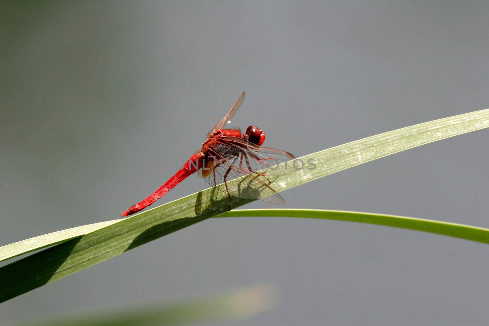 Crocothemis erythraea,Fire Dragonfly,Dragonfly
