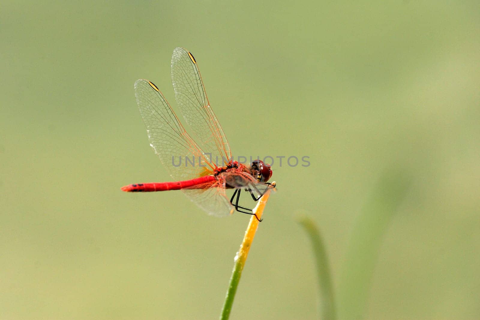 Crocothemis erythraea,fire dragonfly