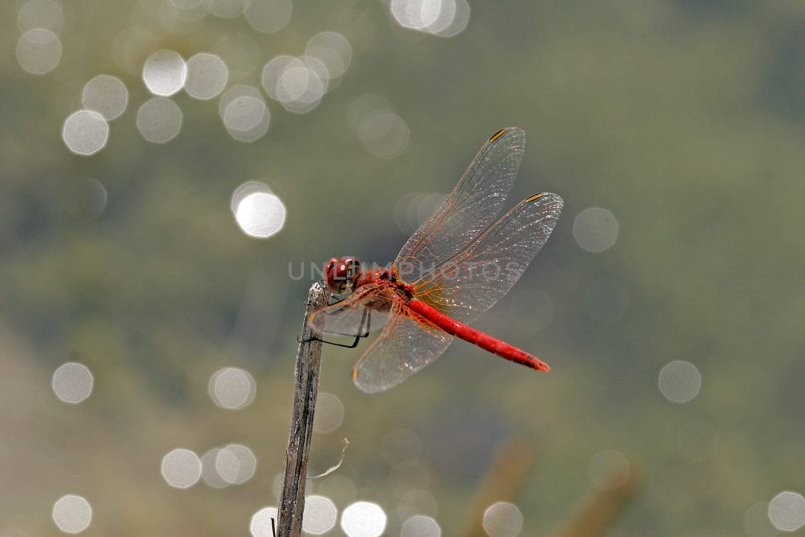 Crocothemis erythraea,fire dragonfly