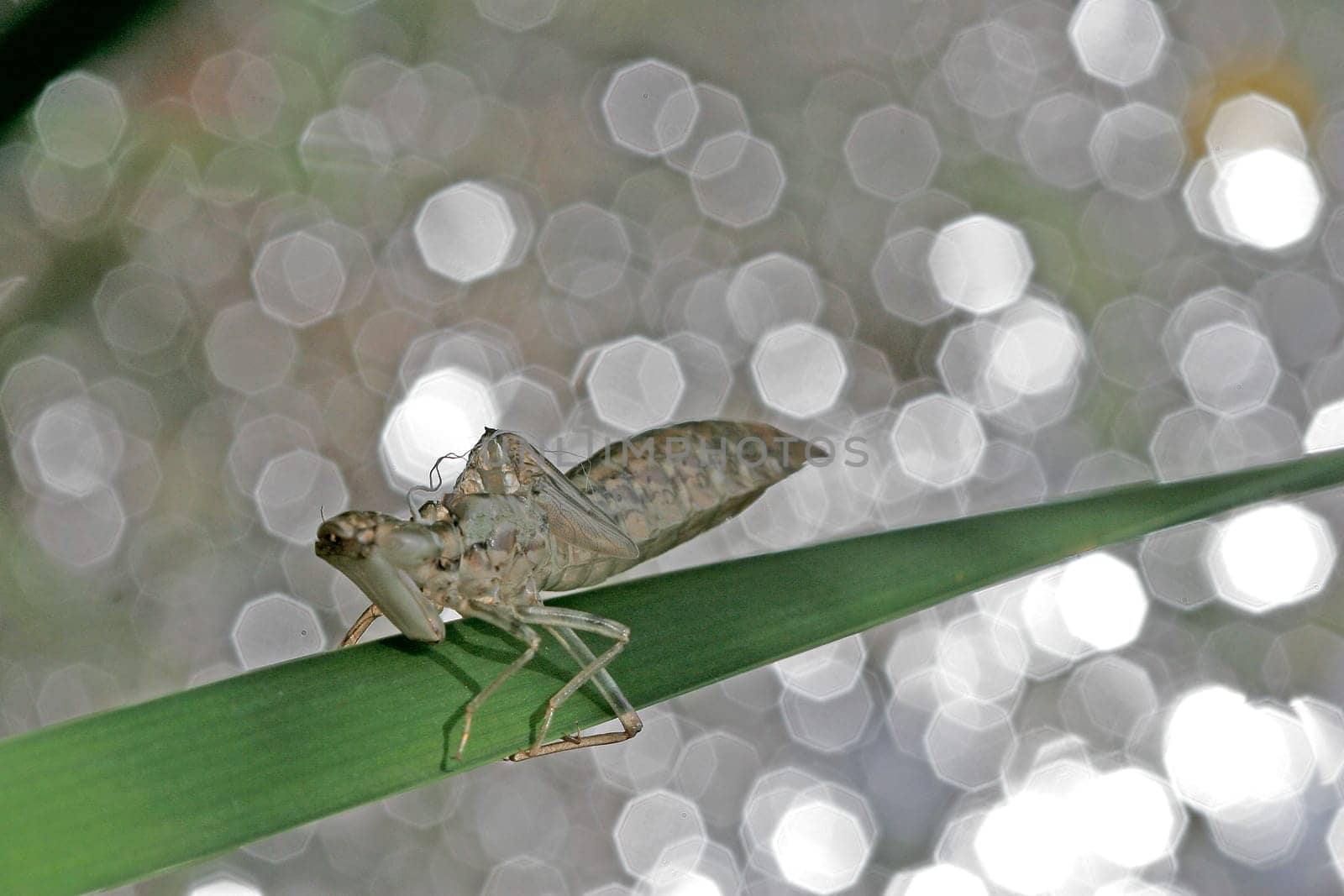 Dragonfly larva,hatching skin