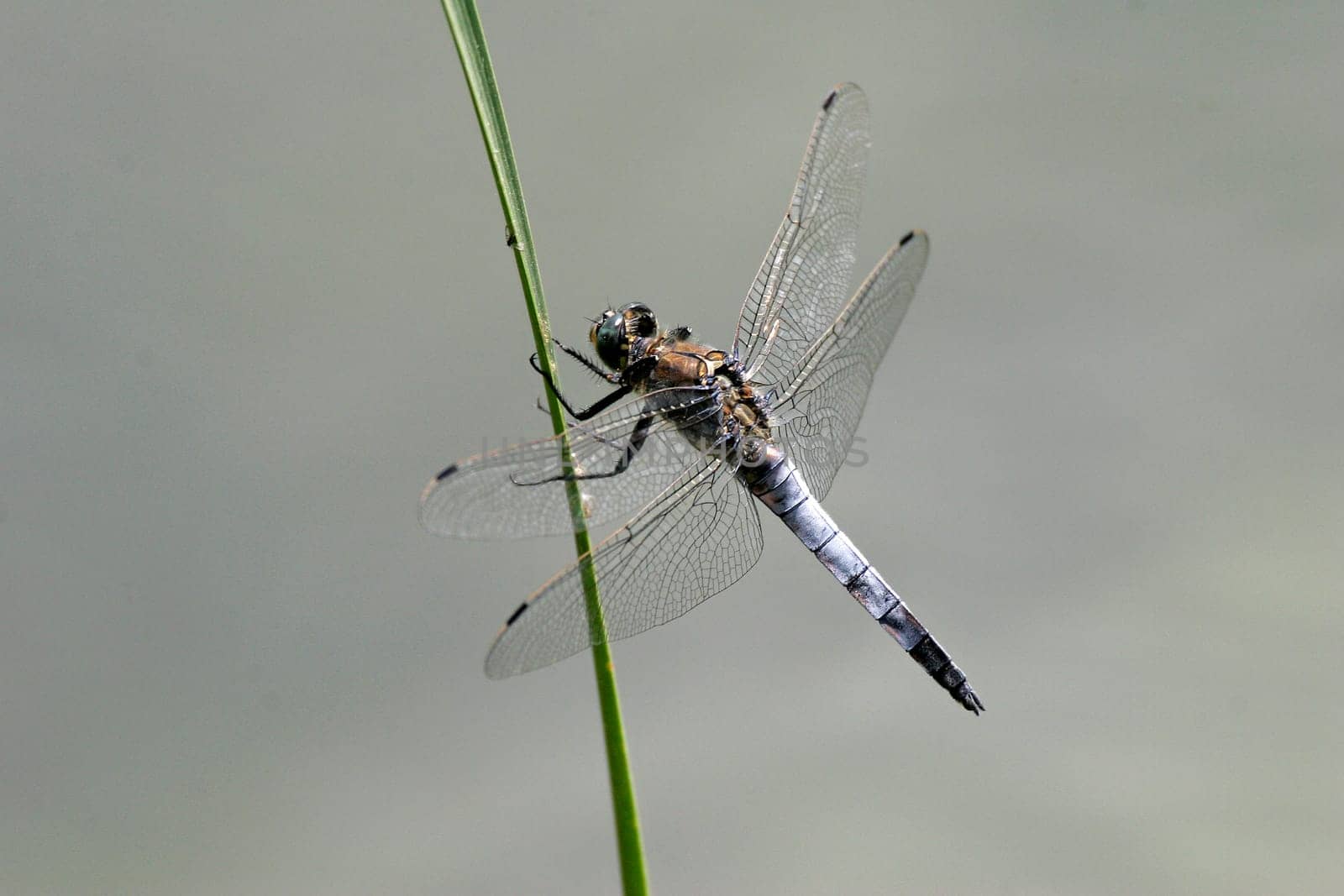 Orthethrum cancellatum,Great Blue Arrow,Male
