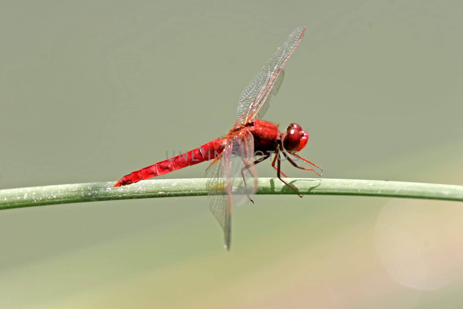 Crocothemis erythraea,Fire Dragonfly,Dragonfly