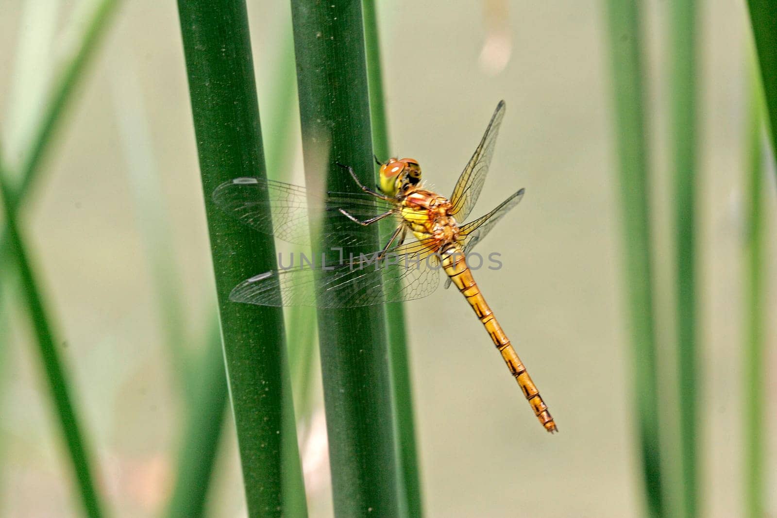 Orthethrum cancellatum,Great Blue Arrow,Female