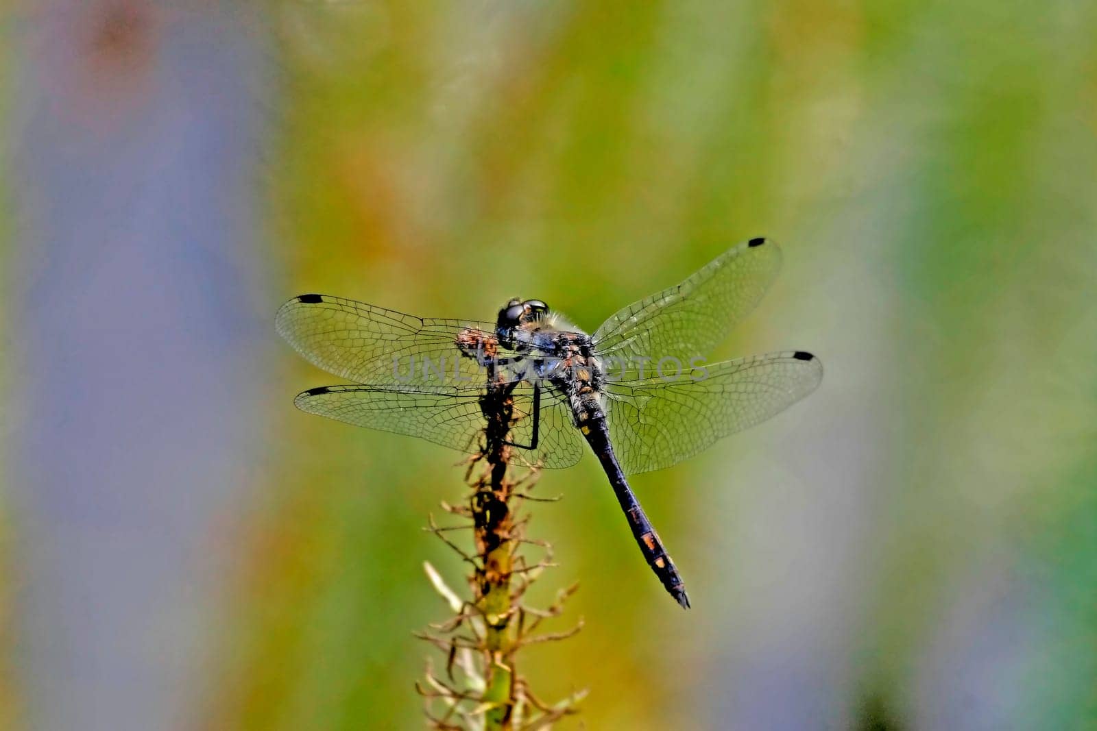 Sympetrum danae,Male