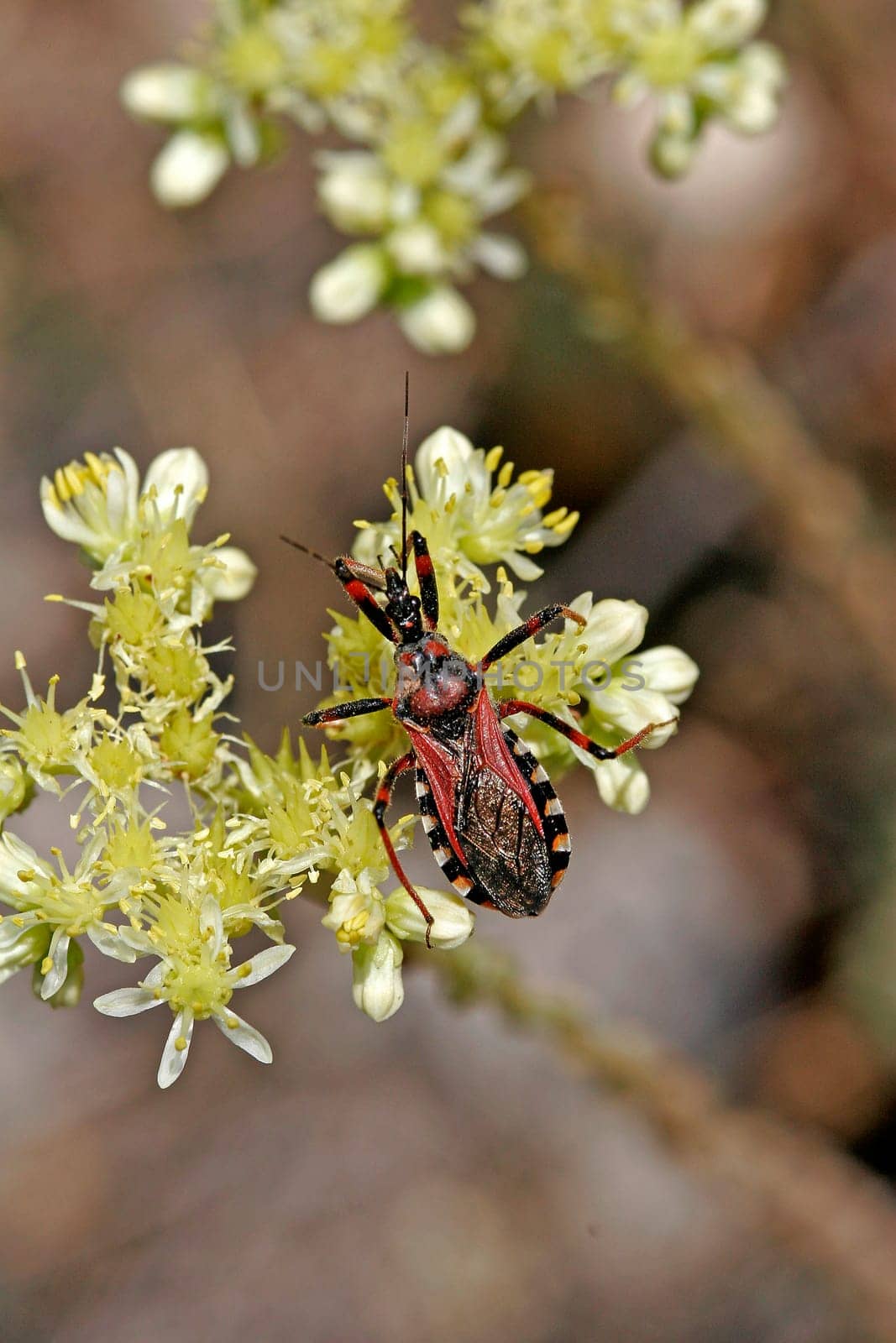 Rhinocoris erythropus, Raubwanze