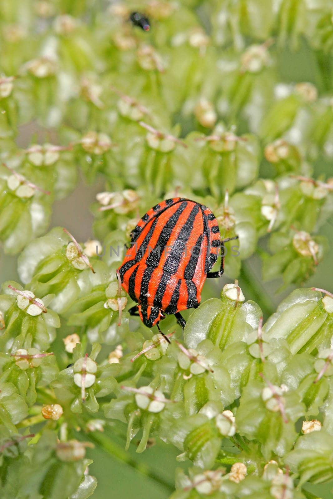 Graphosoma lineatum,striped bug