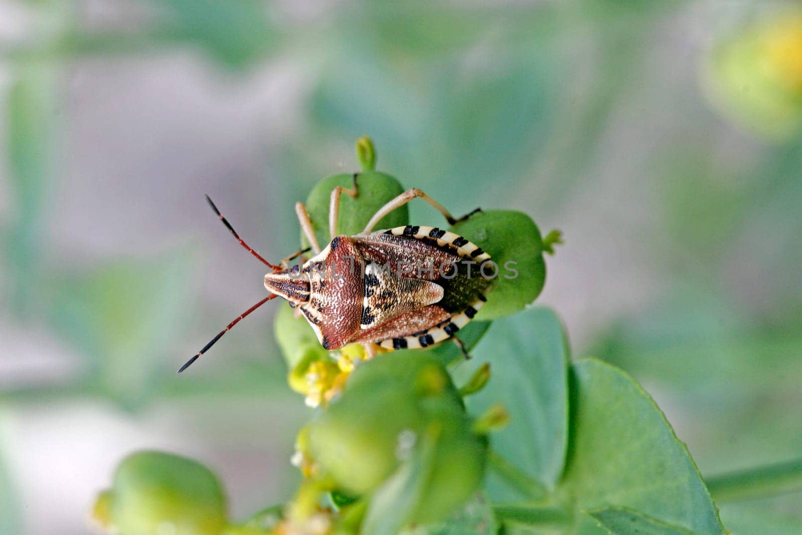 Codophila varius, Fleckenwanze