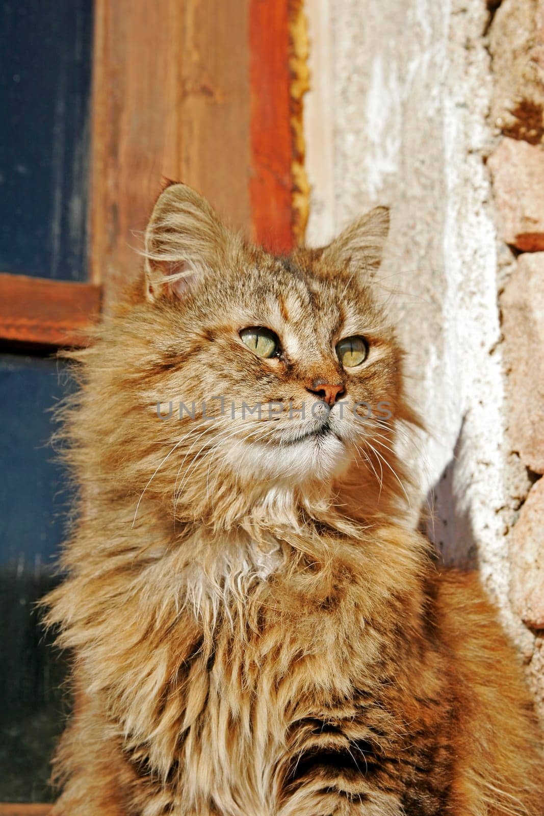 Shaggy cat,beautiful cat