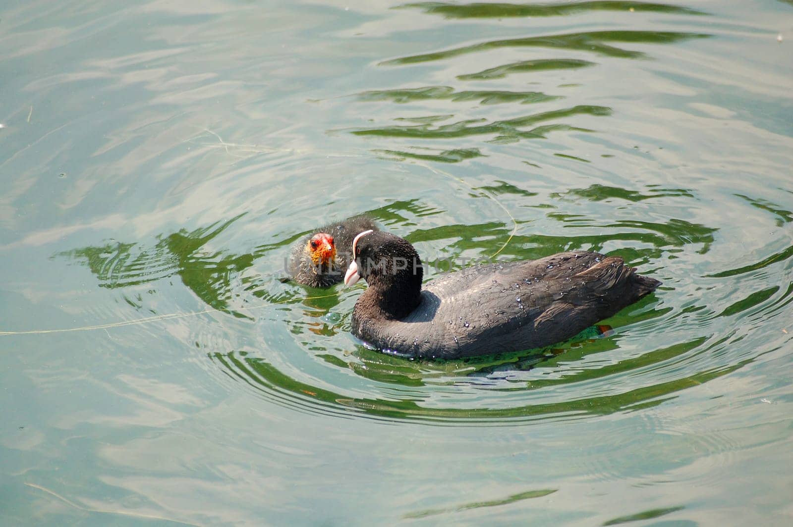 Young diver with mother