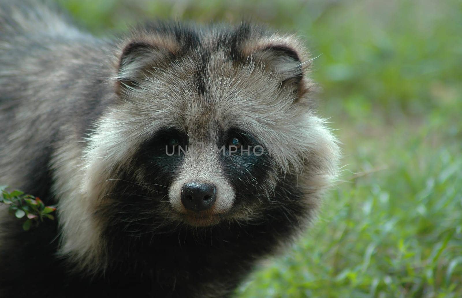 The raccoon dog