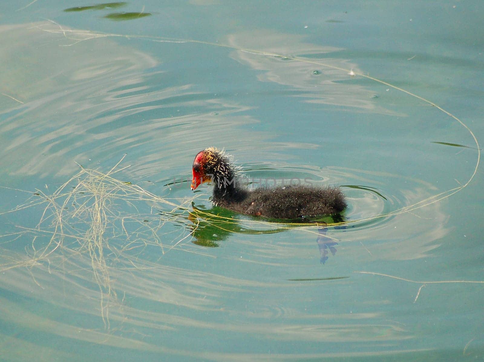 Young diver