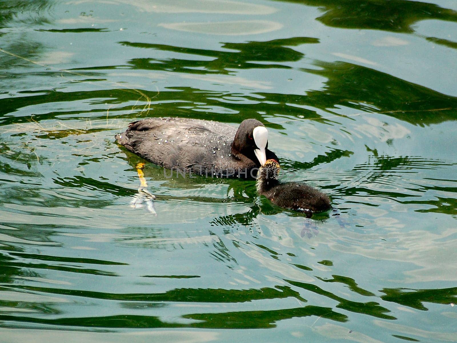 Young diver with mother 4