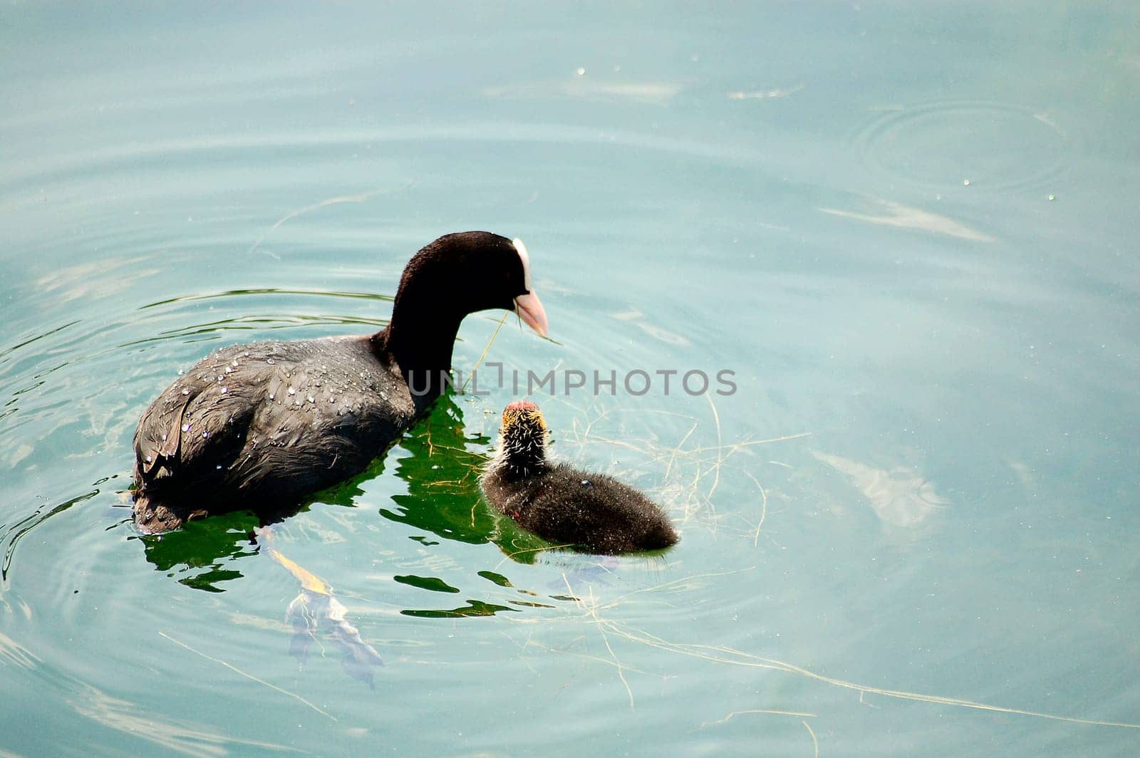 Young diver with mother 3
