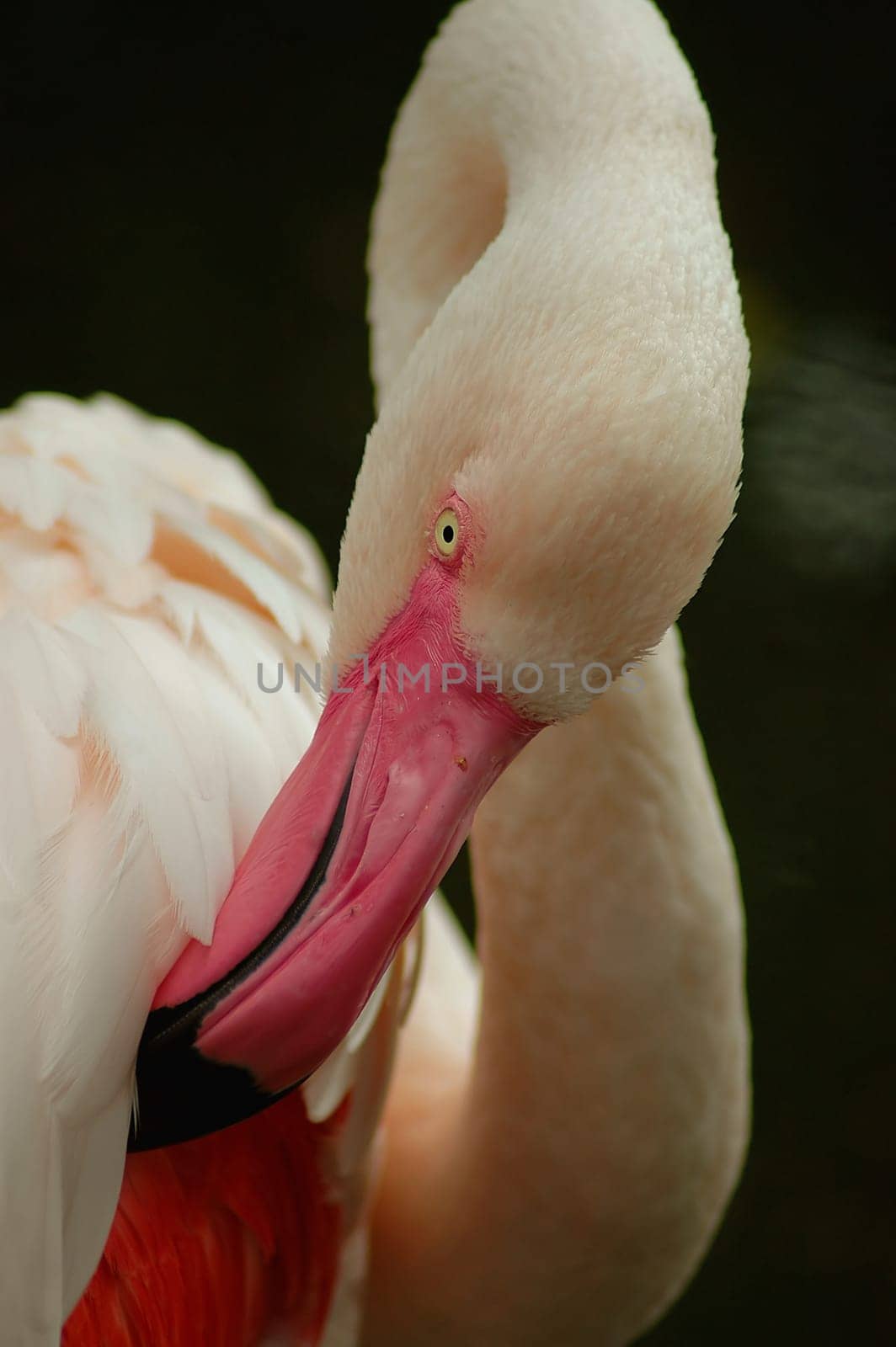 Feather care