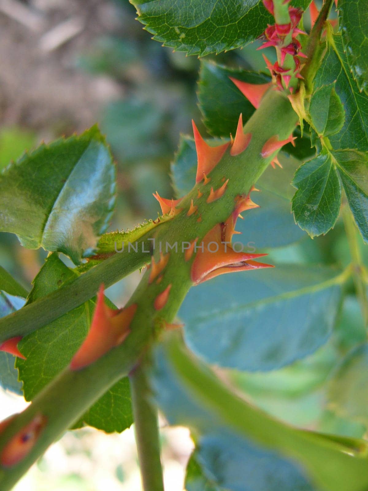 Rose thorns