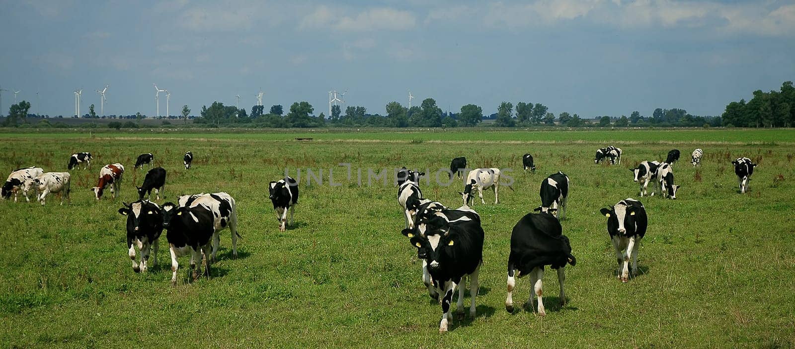 In the pasture