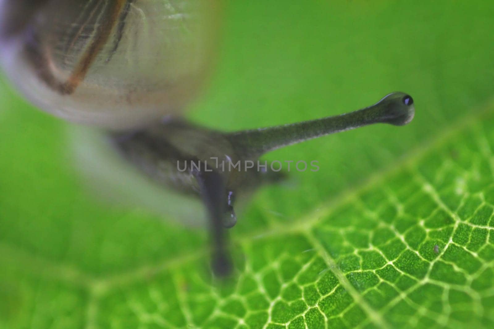 photographed with retro adapter (only aperture 2.8 possible),the smallness of the mini snail can be guessed from the leaf structure.