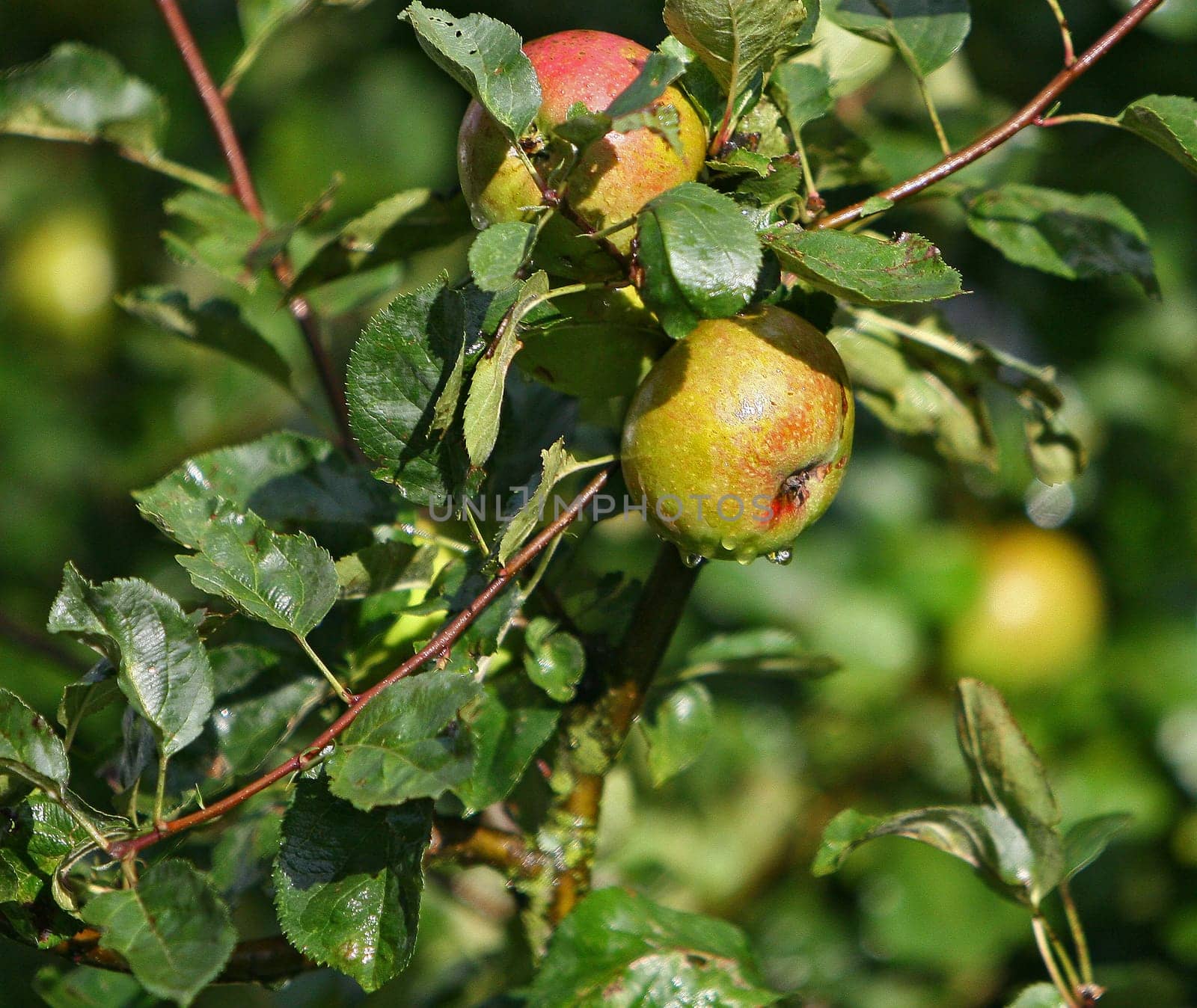 Boskopf apple in the summer rain