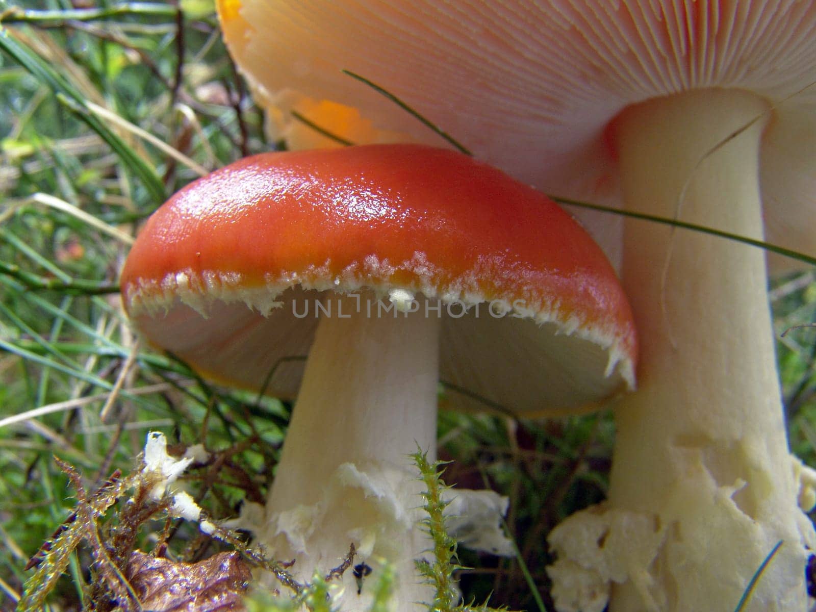 Toadstools