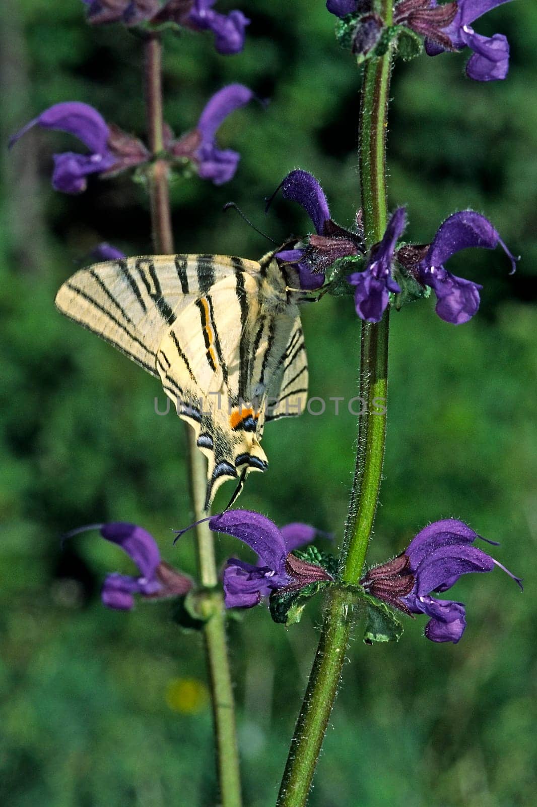 Iphiclides podalirius,Sail Butterfly