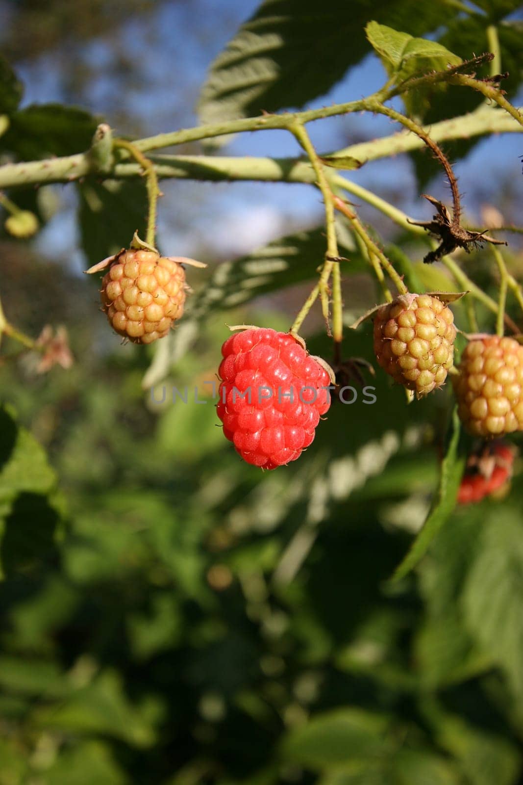 Raspberry